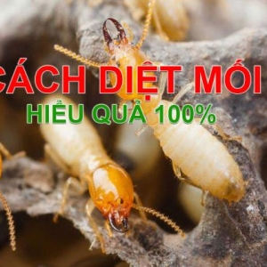 top-7-cach-diet-moi-tan-goc-hieu-qua-nhat-hien-nay-tai-nha
