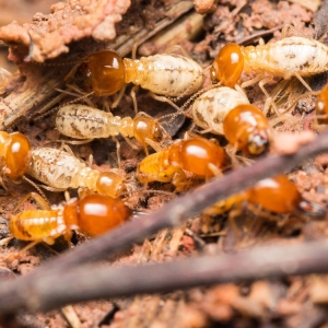 vi-sao-can-diet-moi-tan-goc-thay-vi-xu-ly-tam-thoi