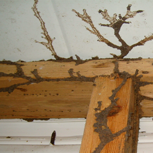 dau-hieu-nhan-biet-nha-ban-dang-bi-moi-tan-cong