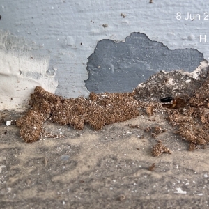 dich-vu-diet-moi-tan-goc-tai-xa-nha-be